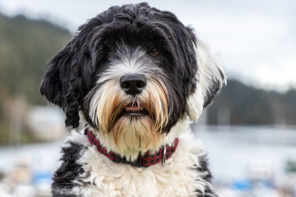 Portrait of Portuguese Water dog at Pedder Bay RV Resort and Marina on Vancouver Island, BC