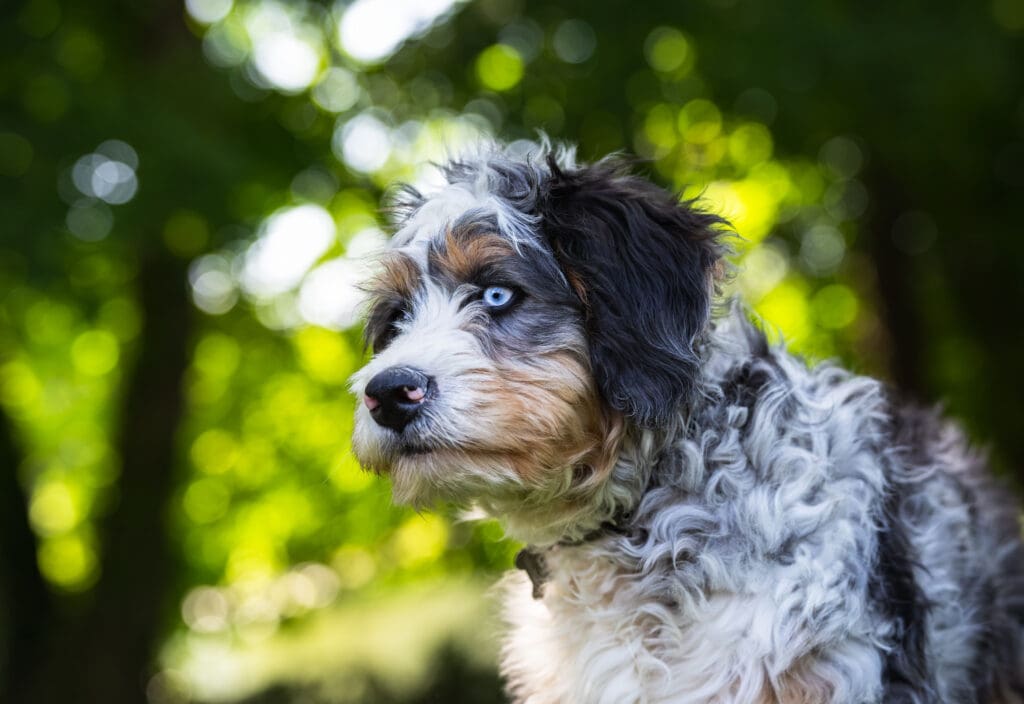 An adorable brown and white puppy in a grassy field near a lush forest of trees