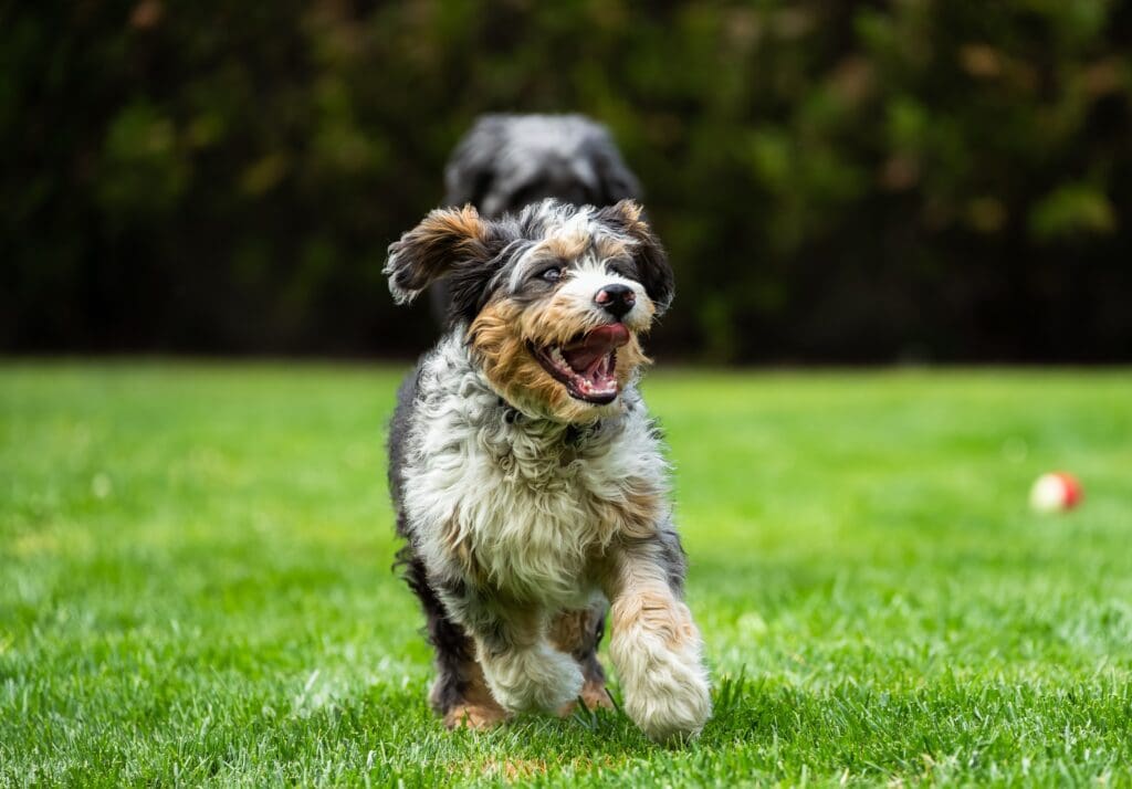 bernedoodle puppy playing