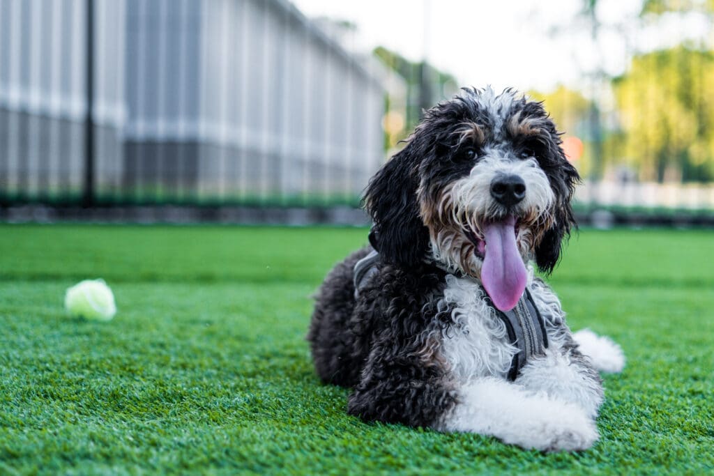 A bernedoodle, a bit worn out, laying next to a tennis ball.