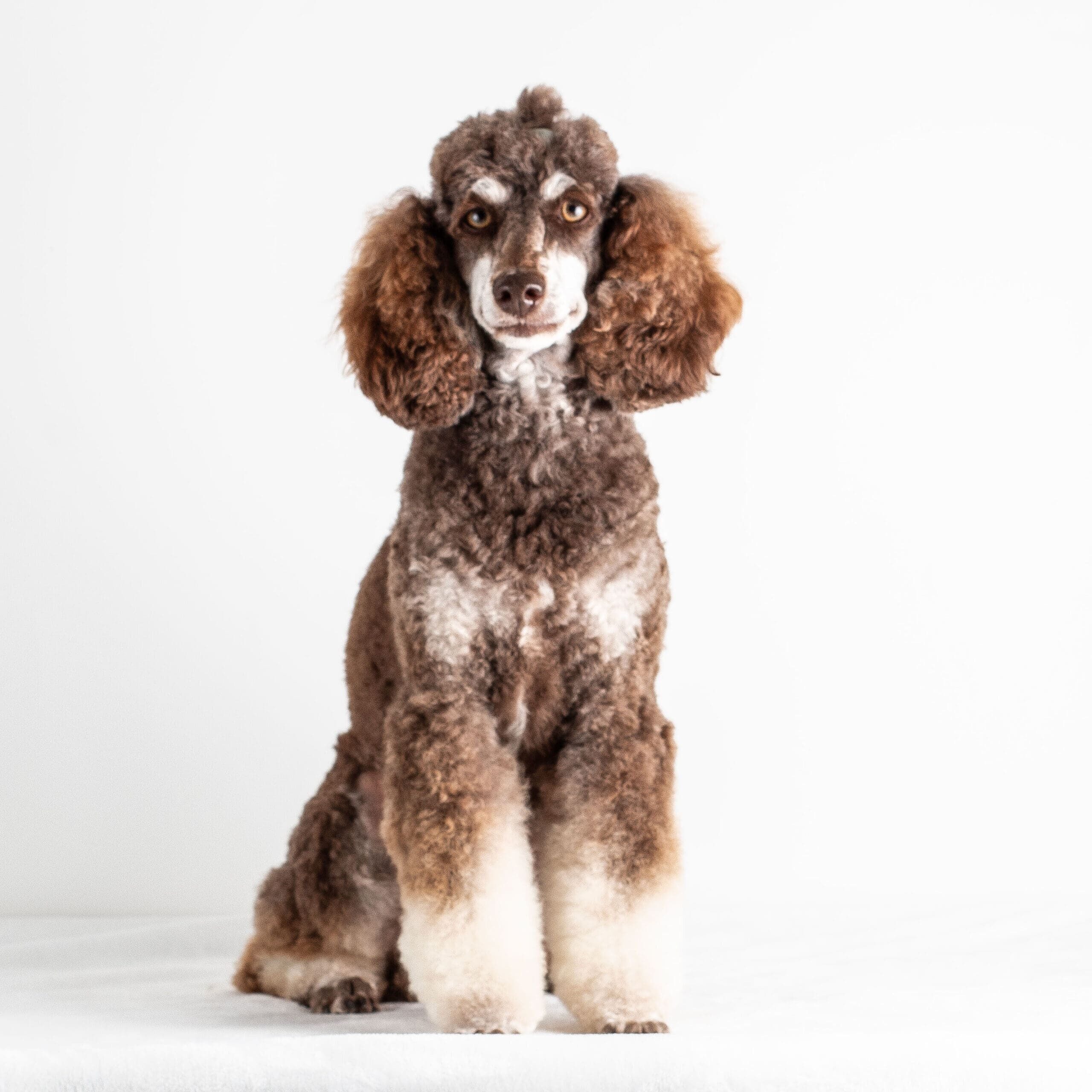 Coco-Chanel
