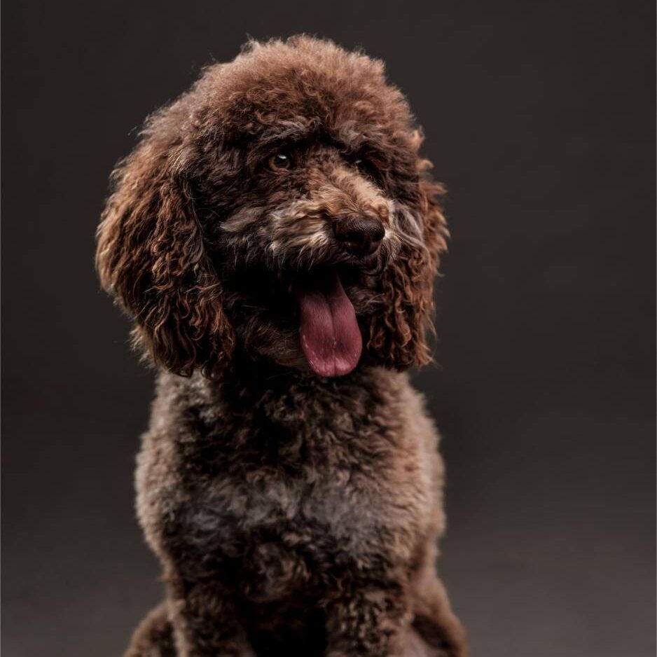 Coco-Chanel-studio-photo