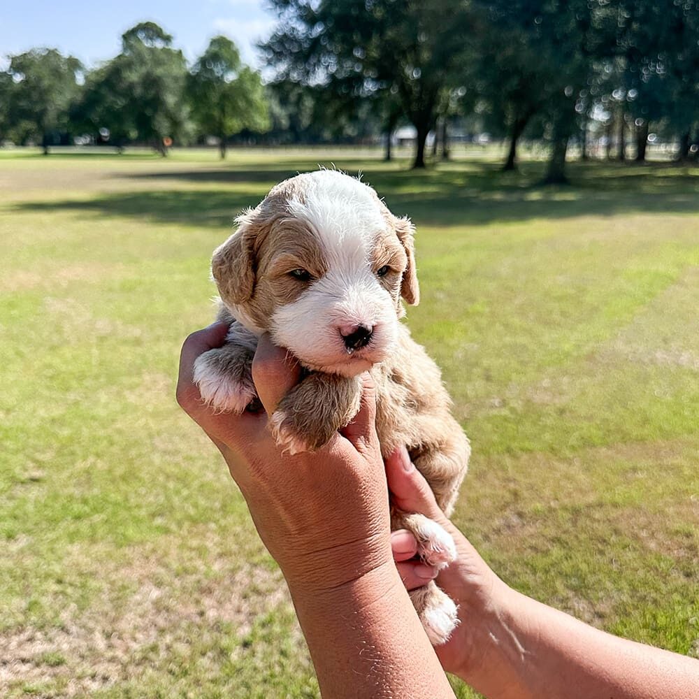Crockett 1
