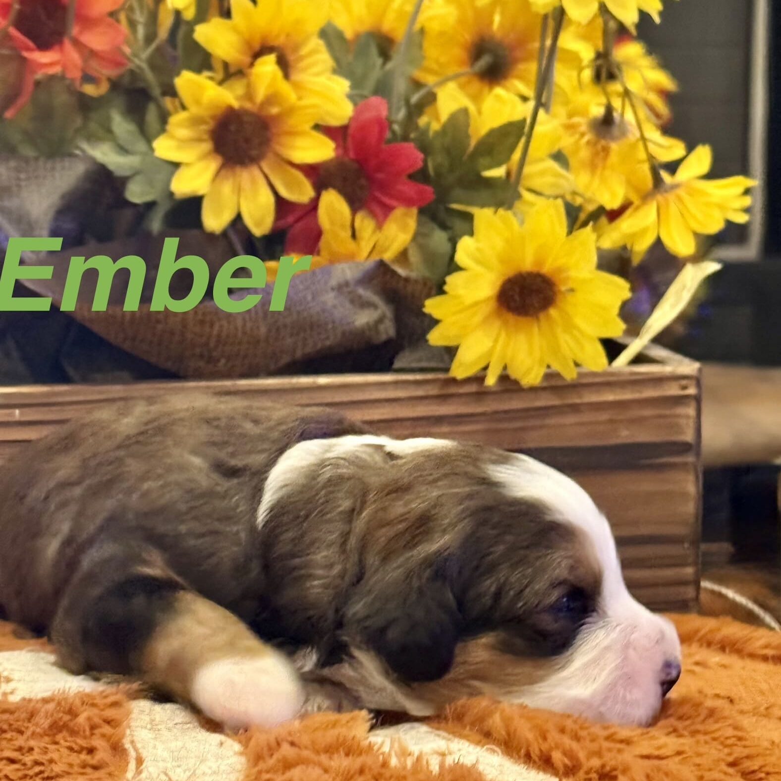 Ember1